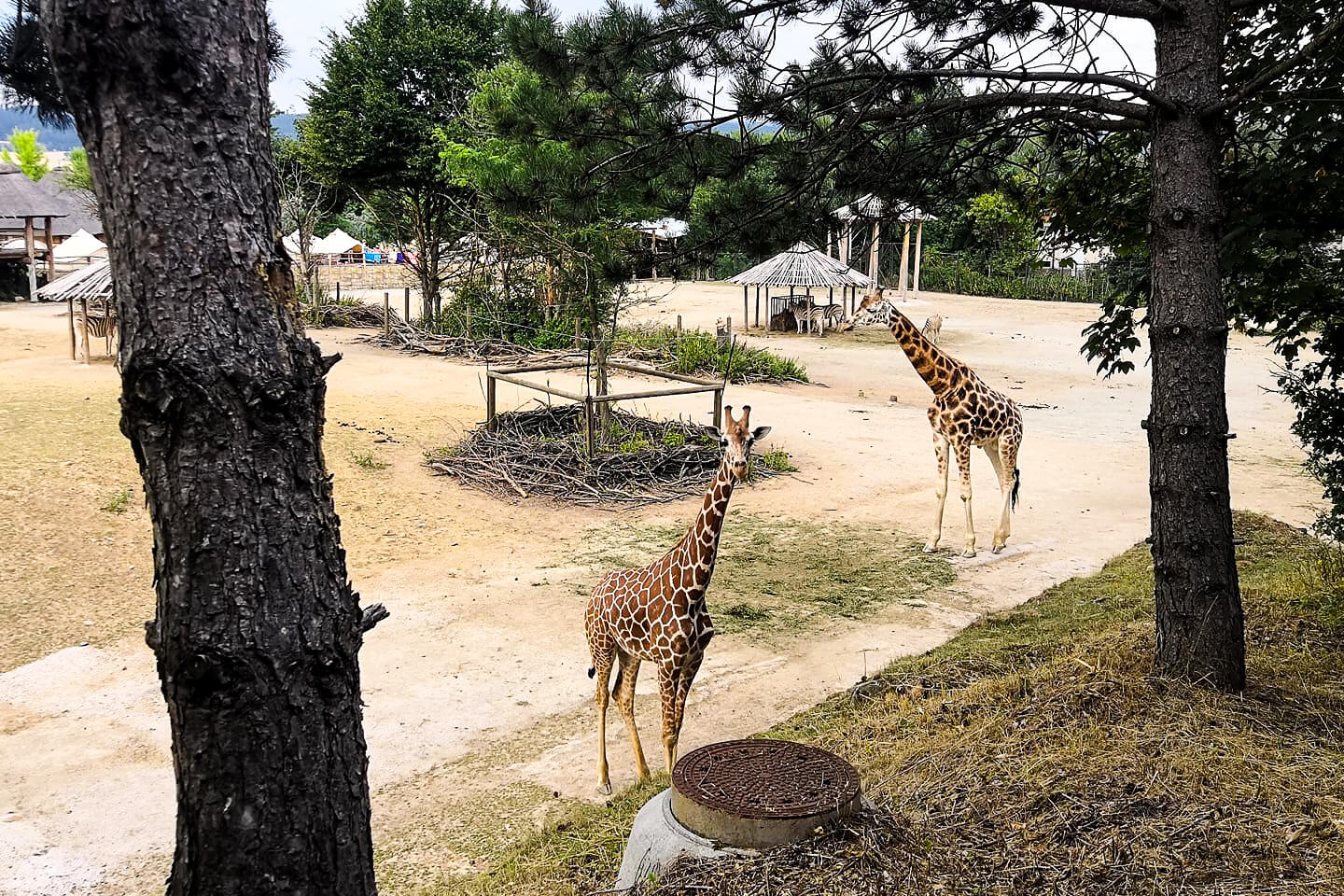 Safari Park Resort 