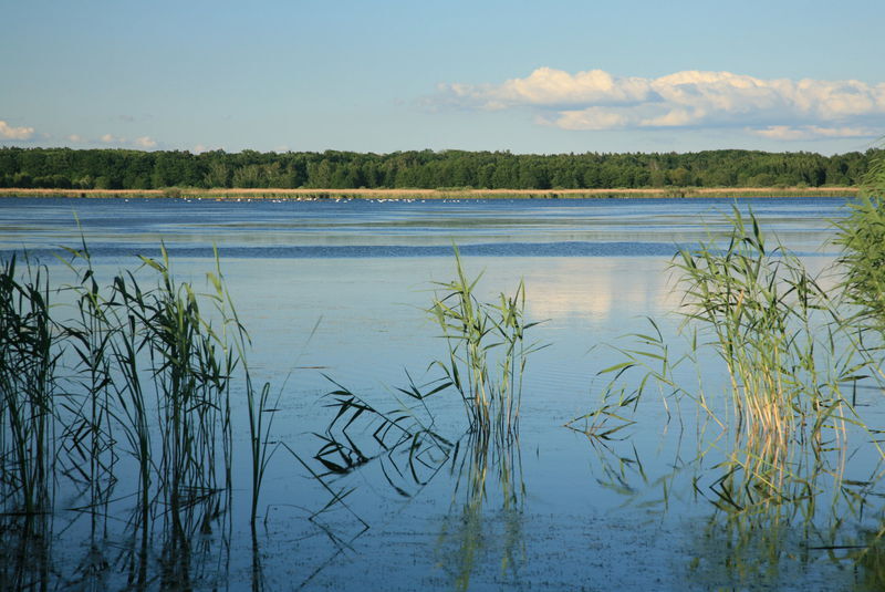 Národní přírodní rezervace Bohdanečský rybník