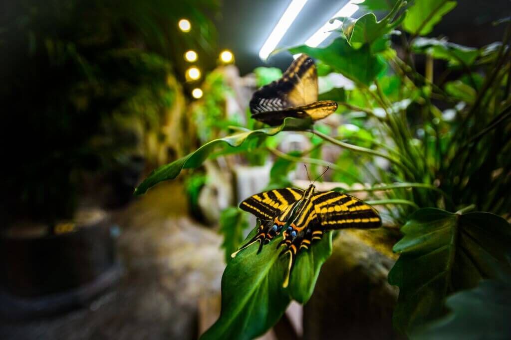 PAPILIONIA - Motýlí Dům