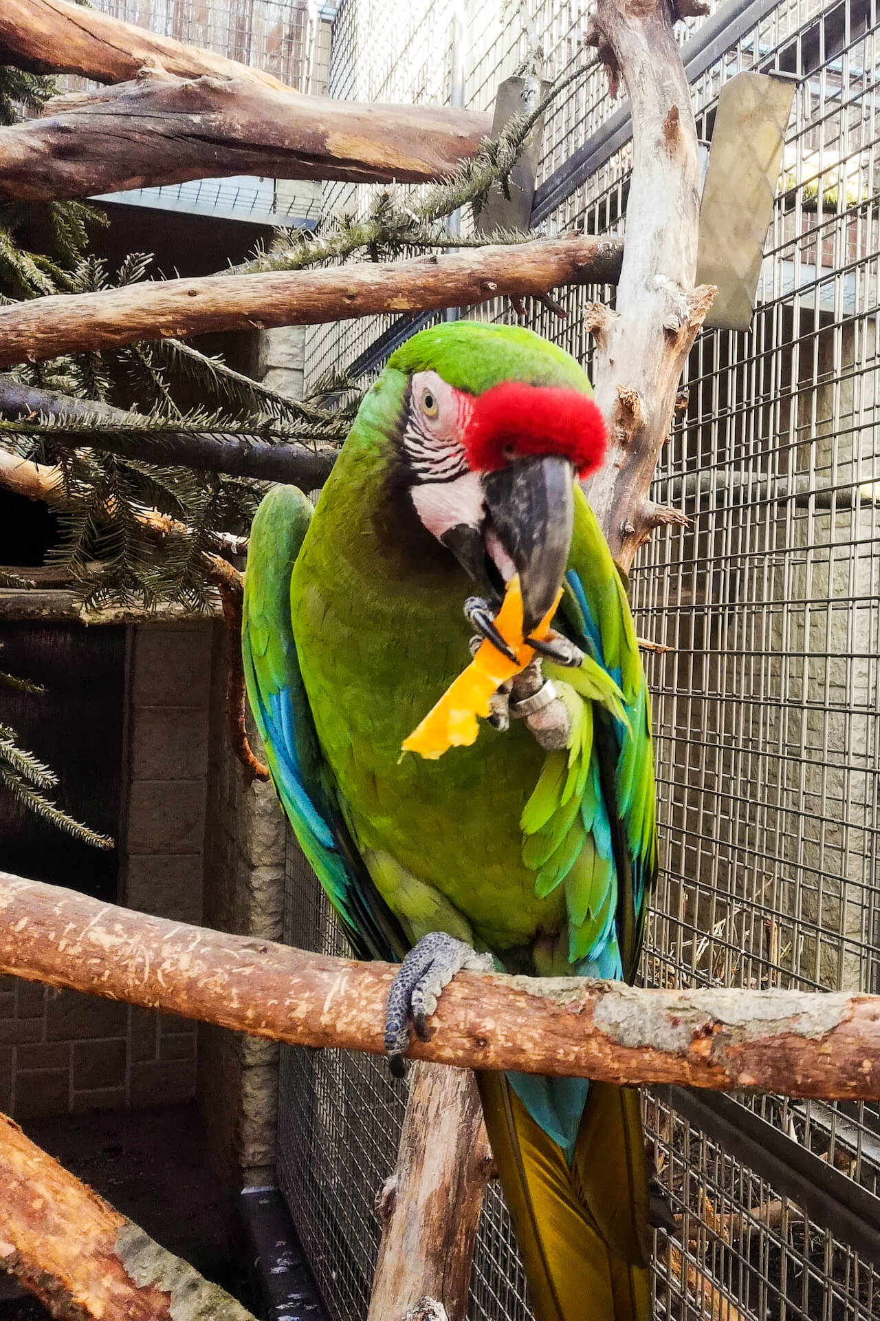Papouščí zoo Bošovice