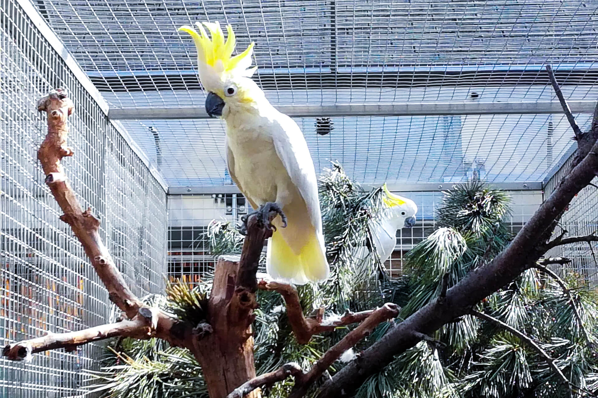 Papouščí zoo Bošovice