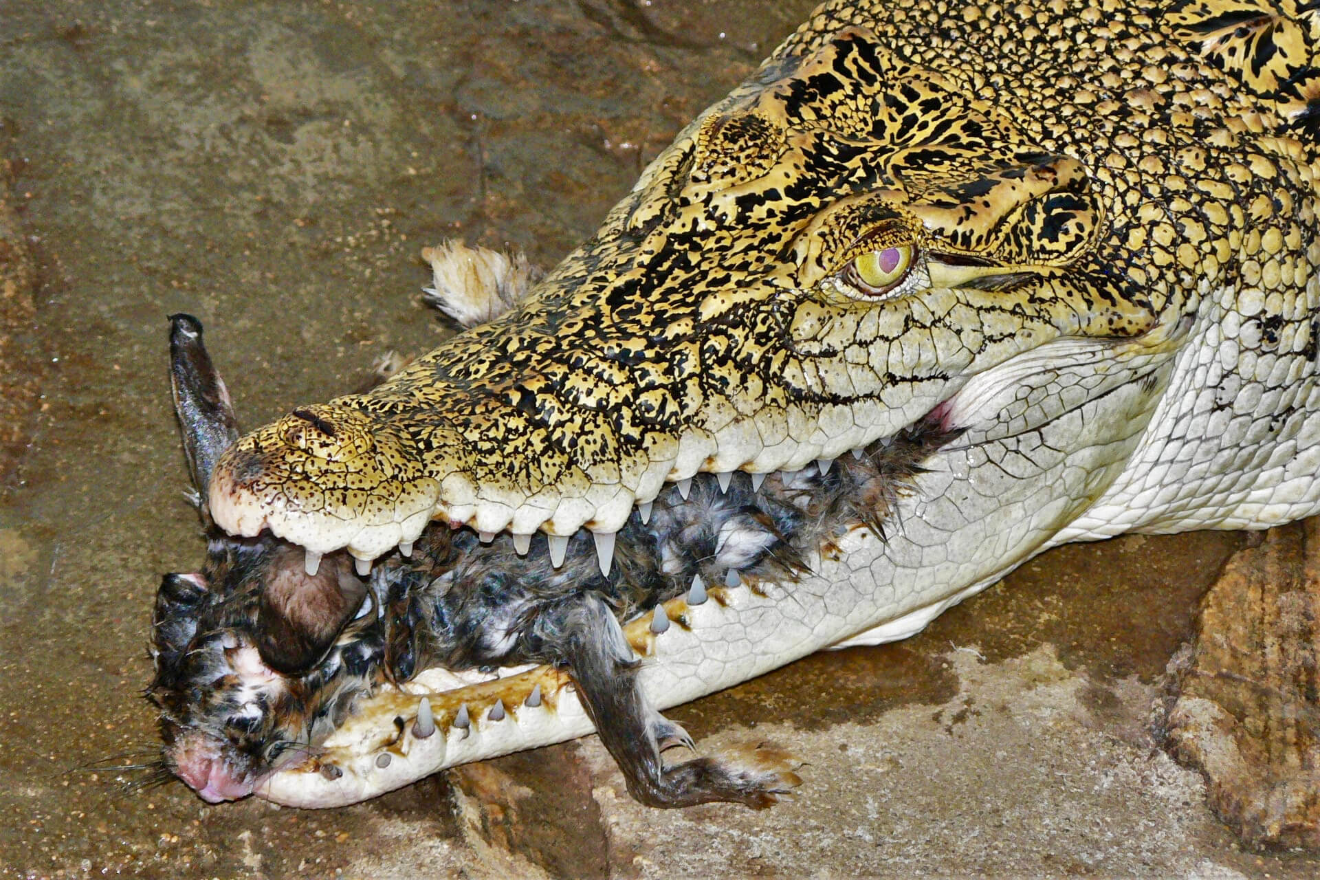 Krokodýlí zoo Protivín
