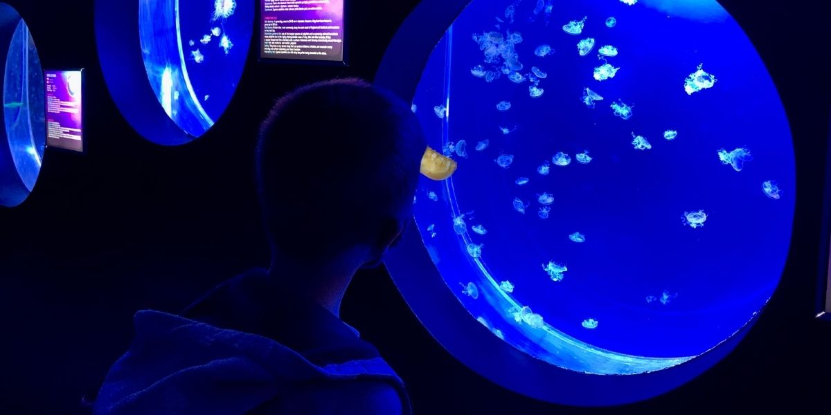 Svět Medúz na Pankráci: 38 akvárií, 10.000 medúz a videomaping